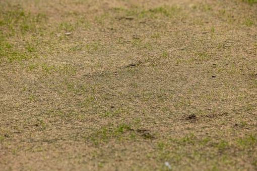 nicoraskinssocks tweet media