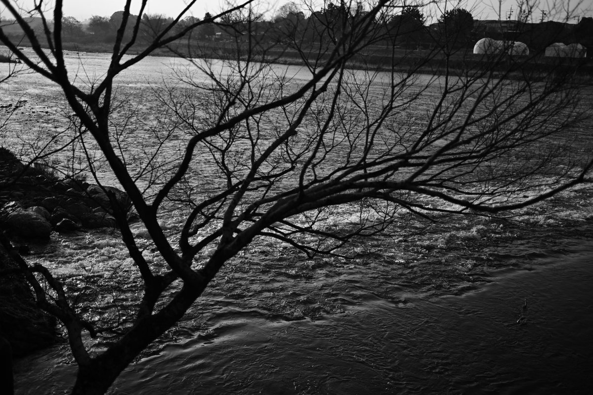 しんくん@ぬこ飯店 tweet media