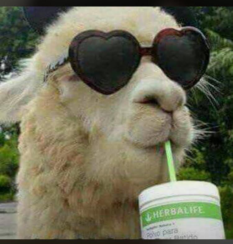 Malone Camara. tweet media