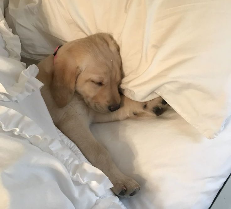 Lady Thompson tweet media