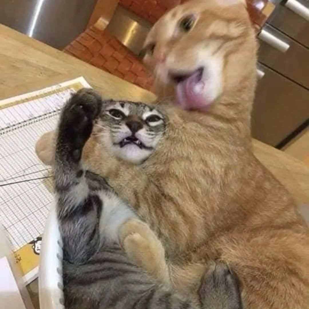 Cats for Happiness. tweet media