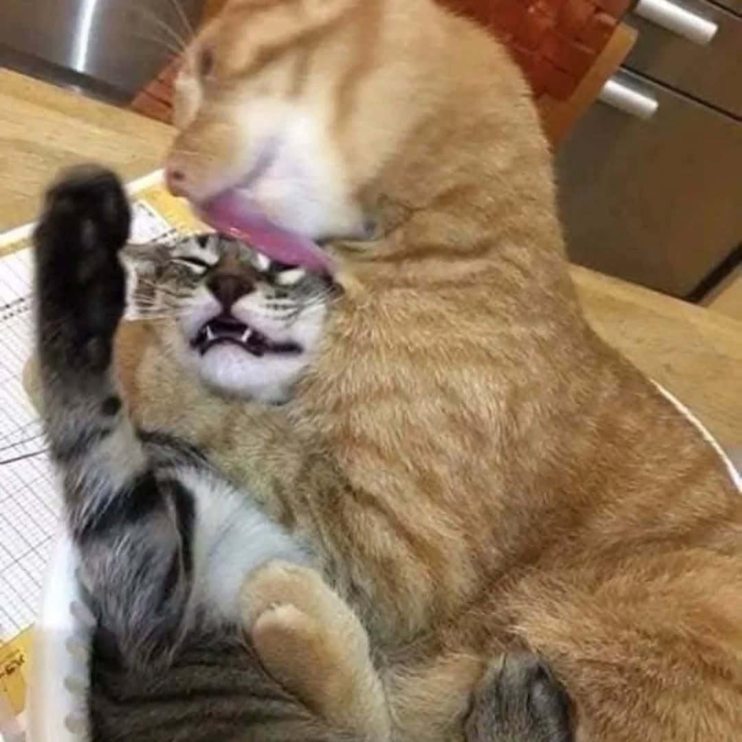 Cats for Happiness. tweet media