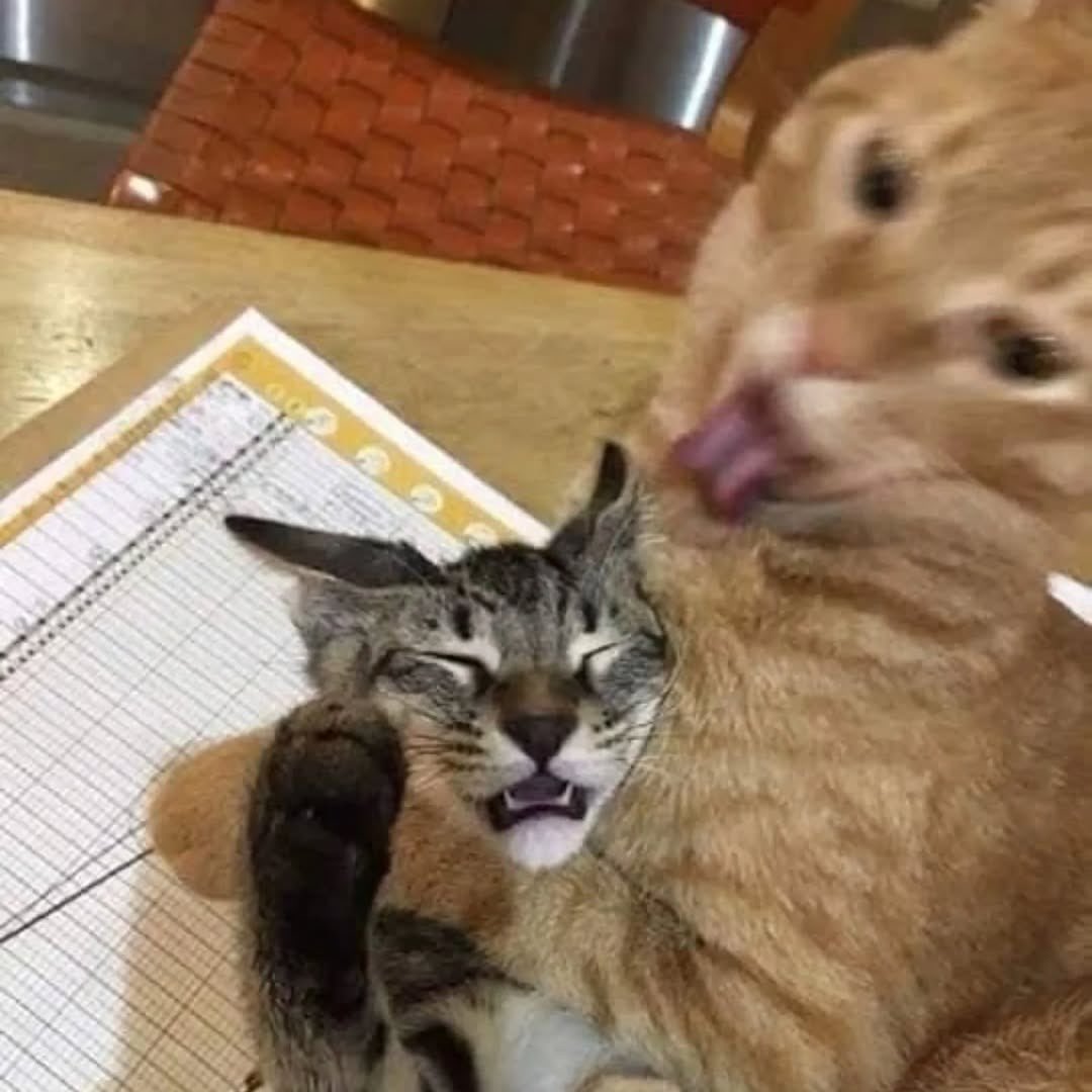 Cats for Happiness. tweet media