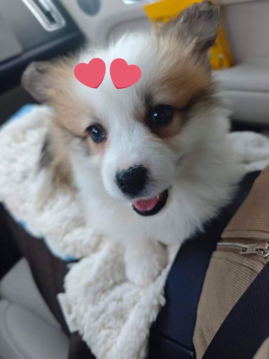 北京夫妻主 tweet media