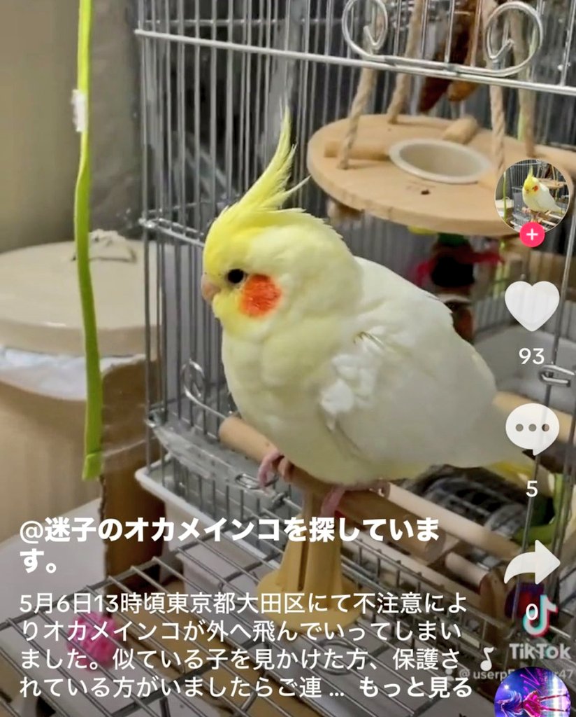 wasizu7masahiko's tweet photo. 🔶#拡散希望🔶
#迷子インコ #長期間迷子
✳️名前『もっちゃん🐥』🌸🐸♥️🍎🍊🍓🍌🐤
⭕️#オカメインコ 
⭕️メス♀🎎
⭕️頭⇒黄色🟡体⇒薄黄色😳+白色⚪️
⭕️ピィ(^з^)と鳴く
⭕️保護されて💖いませんか？(^-^;💦
⭕️東京都 #大田区 ～迷子😢
⭕️令和5年5月6日以降行方不明😭
#どんな些細な情報でもお願いします🙏 https://t.co/cSmYG3zy14