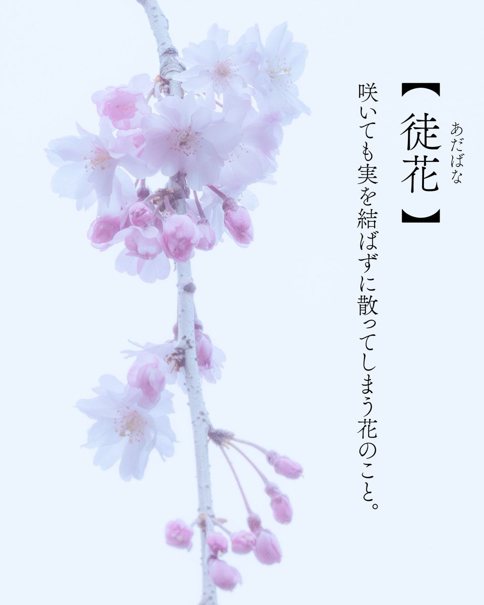 asanatsu_rei's tweet photo. 【徒花】あだばな
咲いても実を結ばずに散ってしまう花のこと。 https://t.co/ETm1zSI8xa
