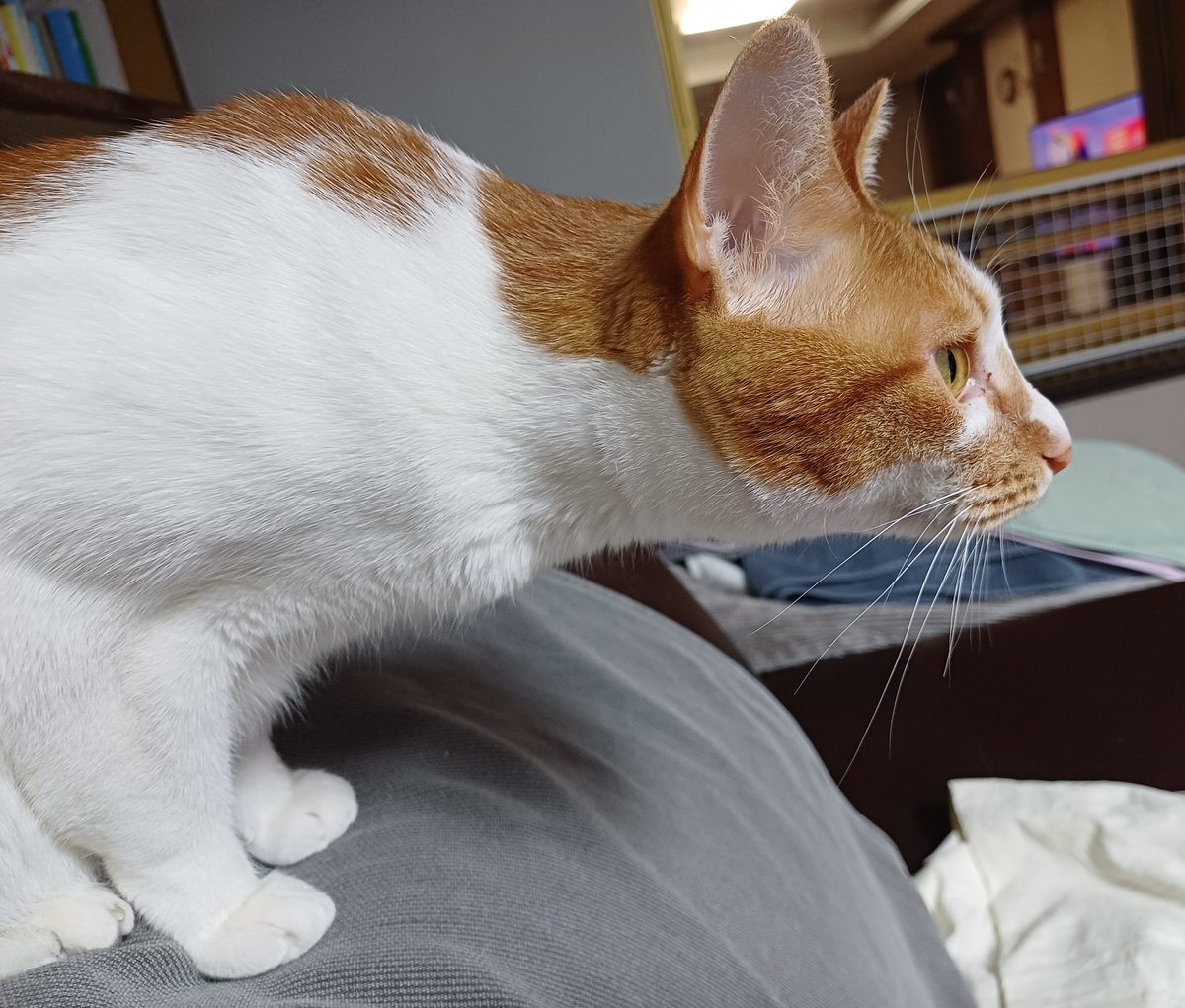 탱자(냥이) tweet media