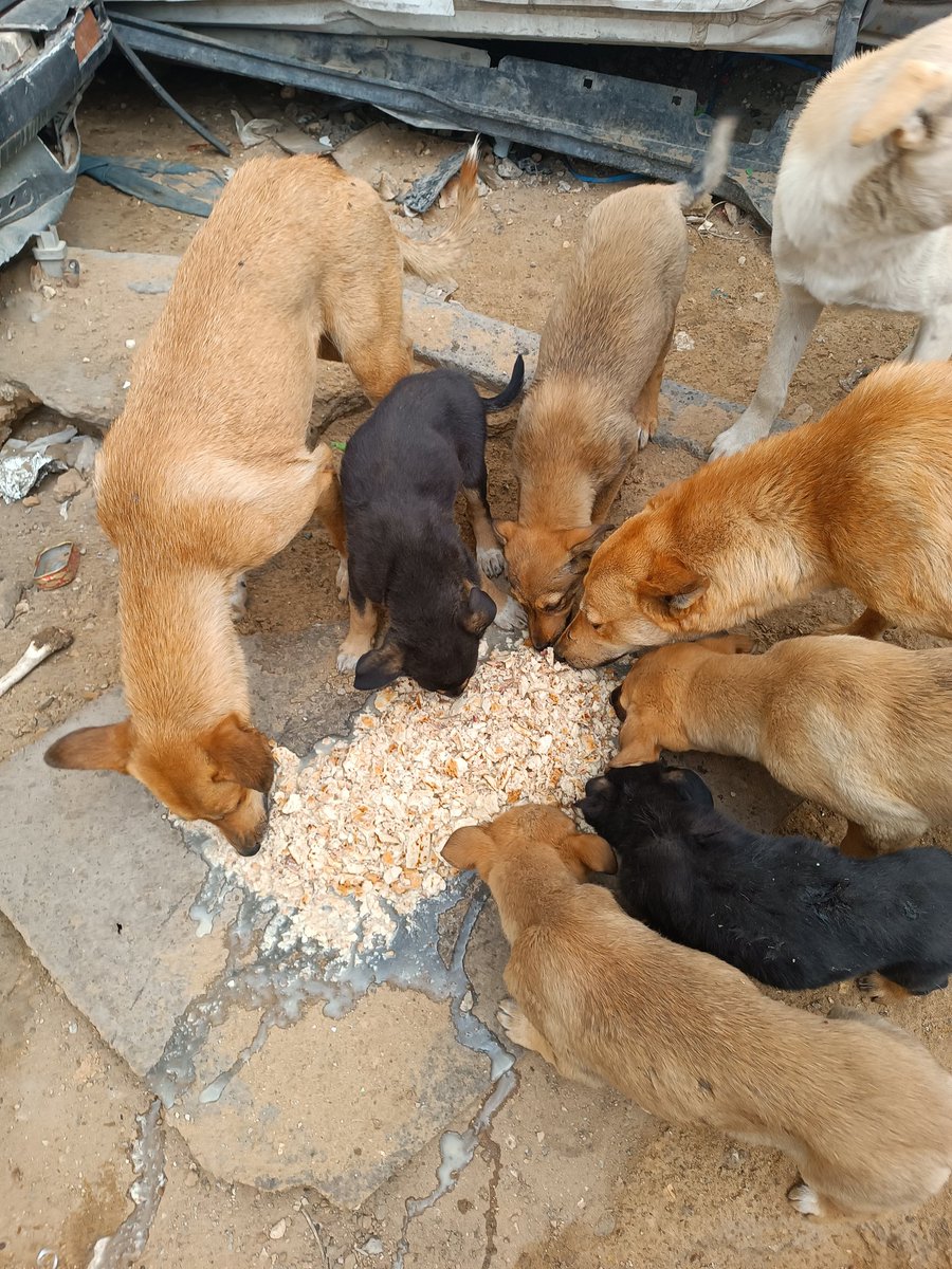 🐾Animal lover Gaza🇵🇸 tweet media