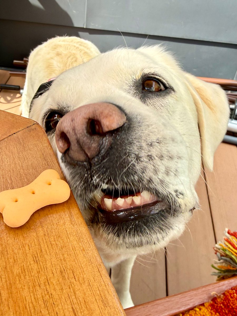 英語といぬ tweet media