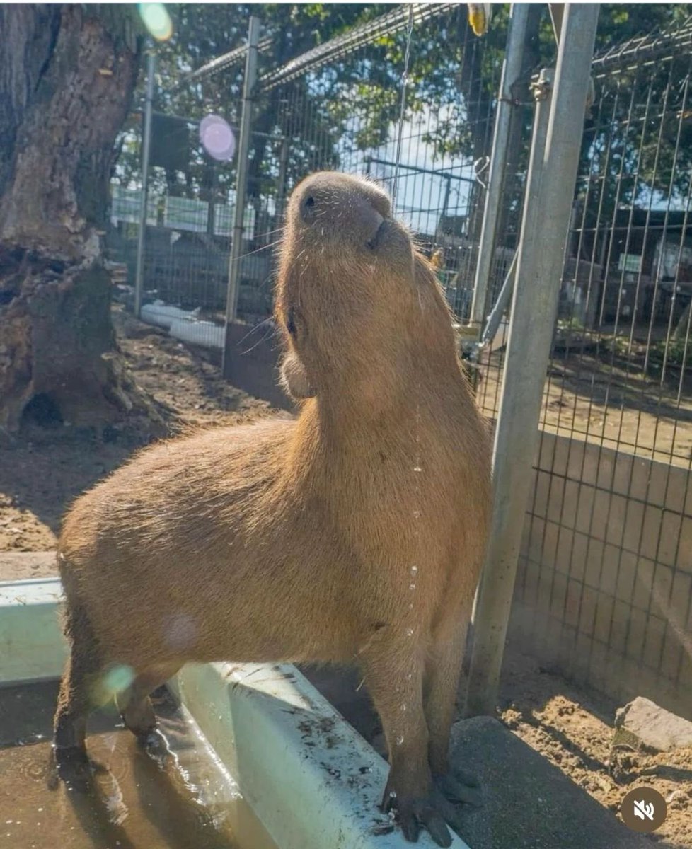 카피바라 아카이브 tweet media