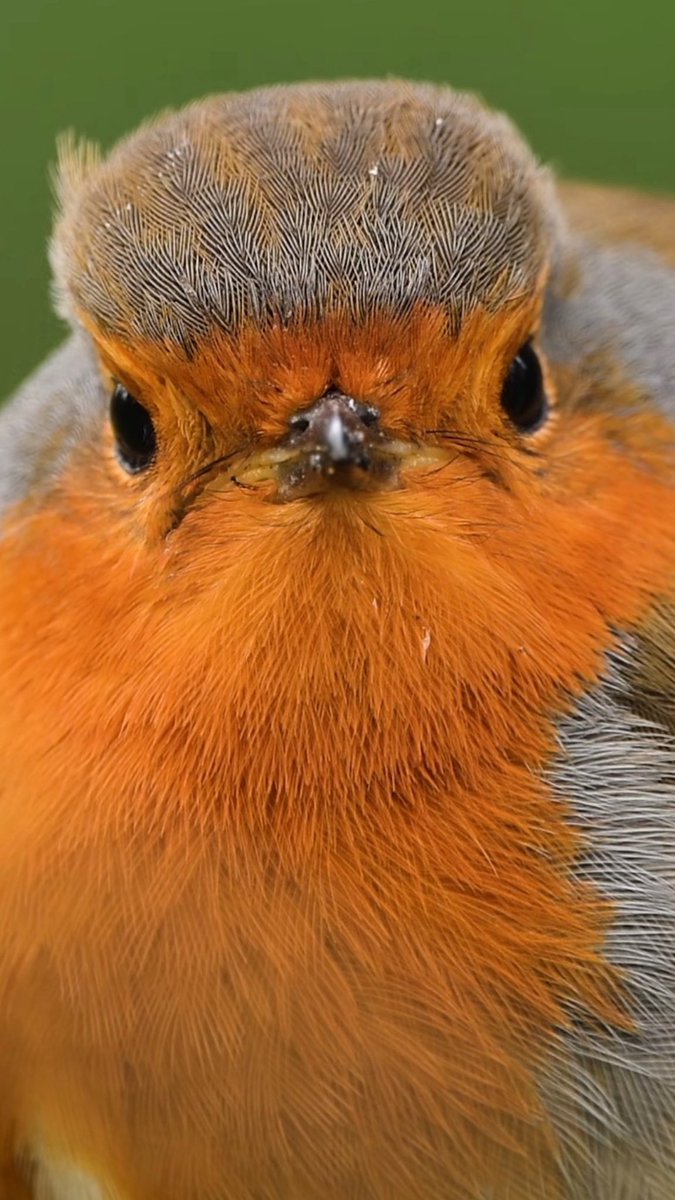 Lara Arlotta - Phenrir Mailoki tweet media