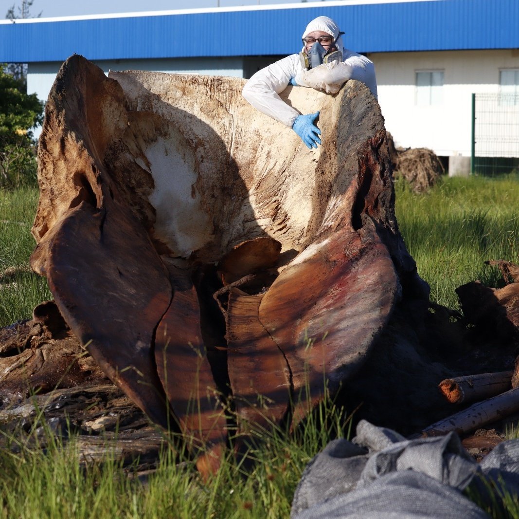 Gabu, PhD 🐬♿ | Cachalote Peregrino tweet media