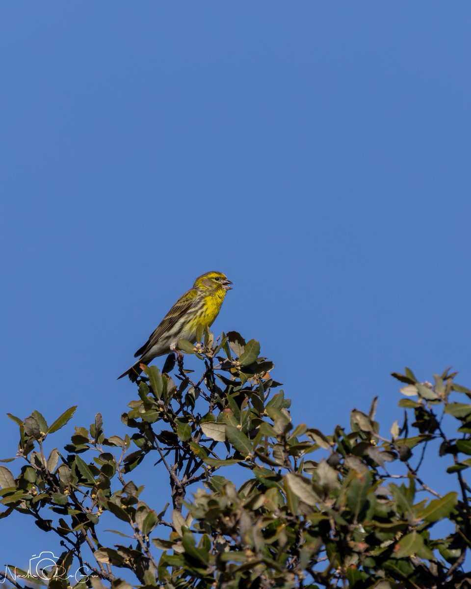 Nacho_RoGu tweet media