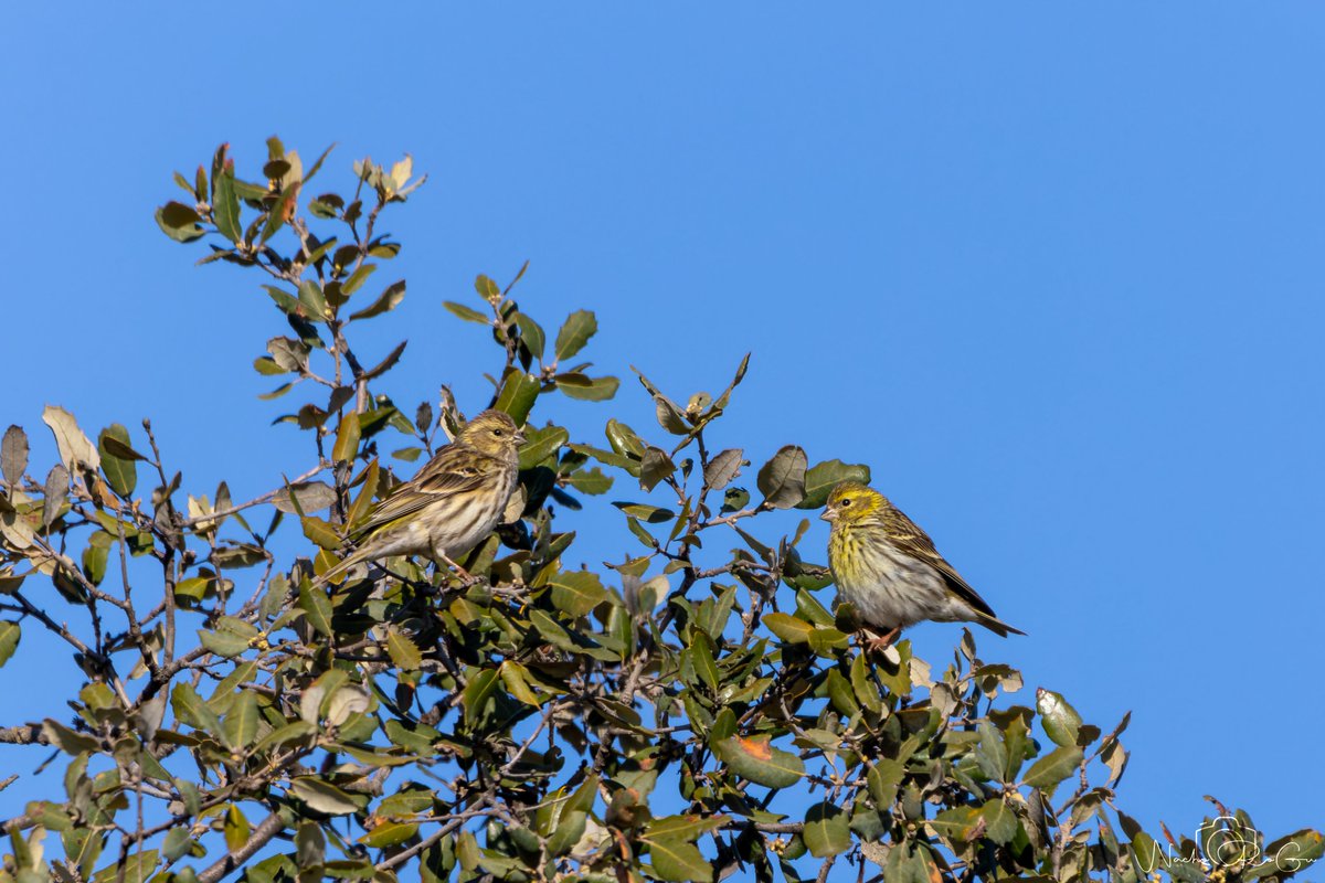 Nacho_RoGu tweet media