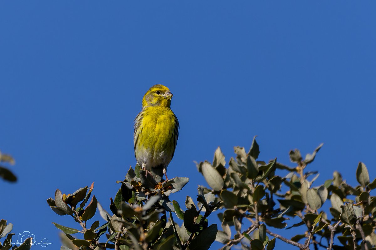 Nacho_RoGu tweet media