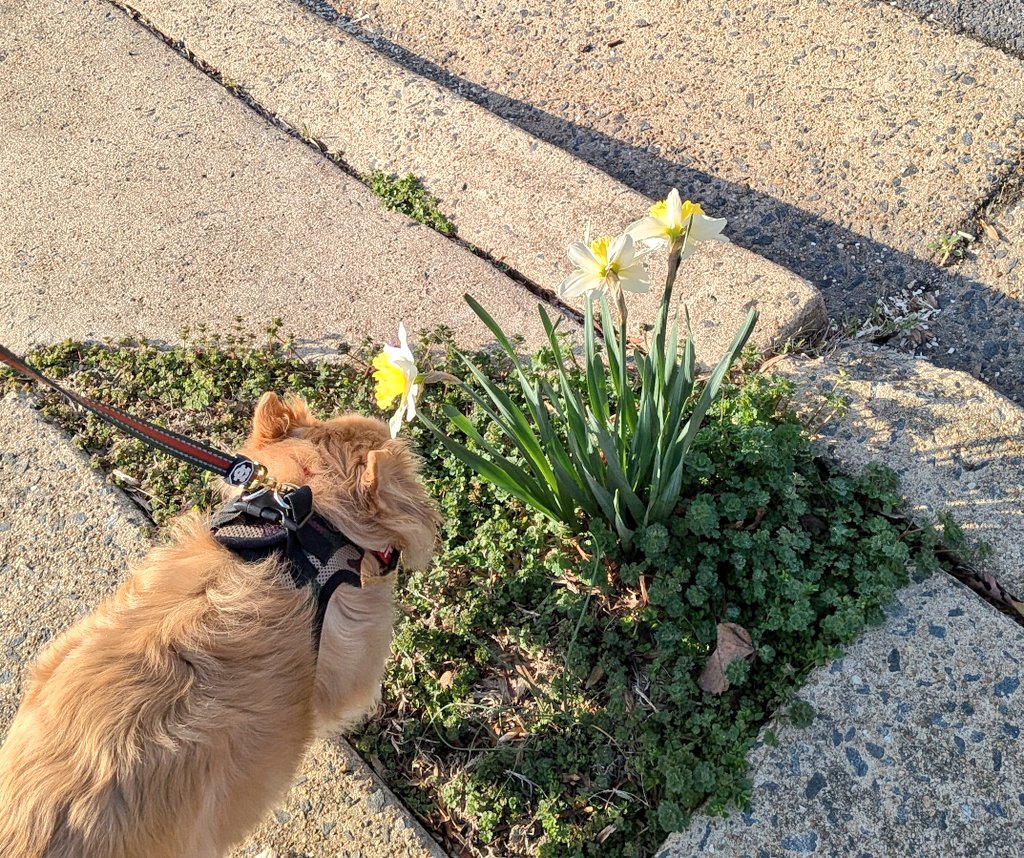 Sgt. Belle, Lt Cols. Eclipse & Amber, 🌈Nina tweet media