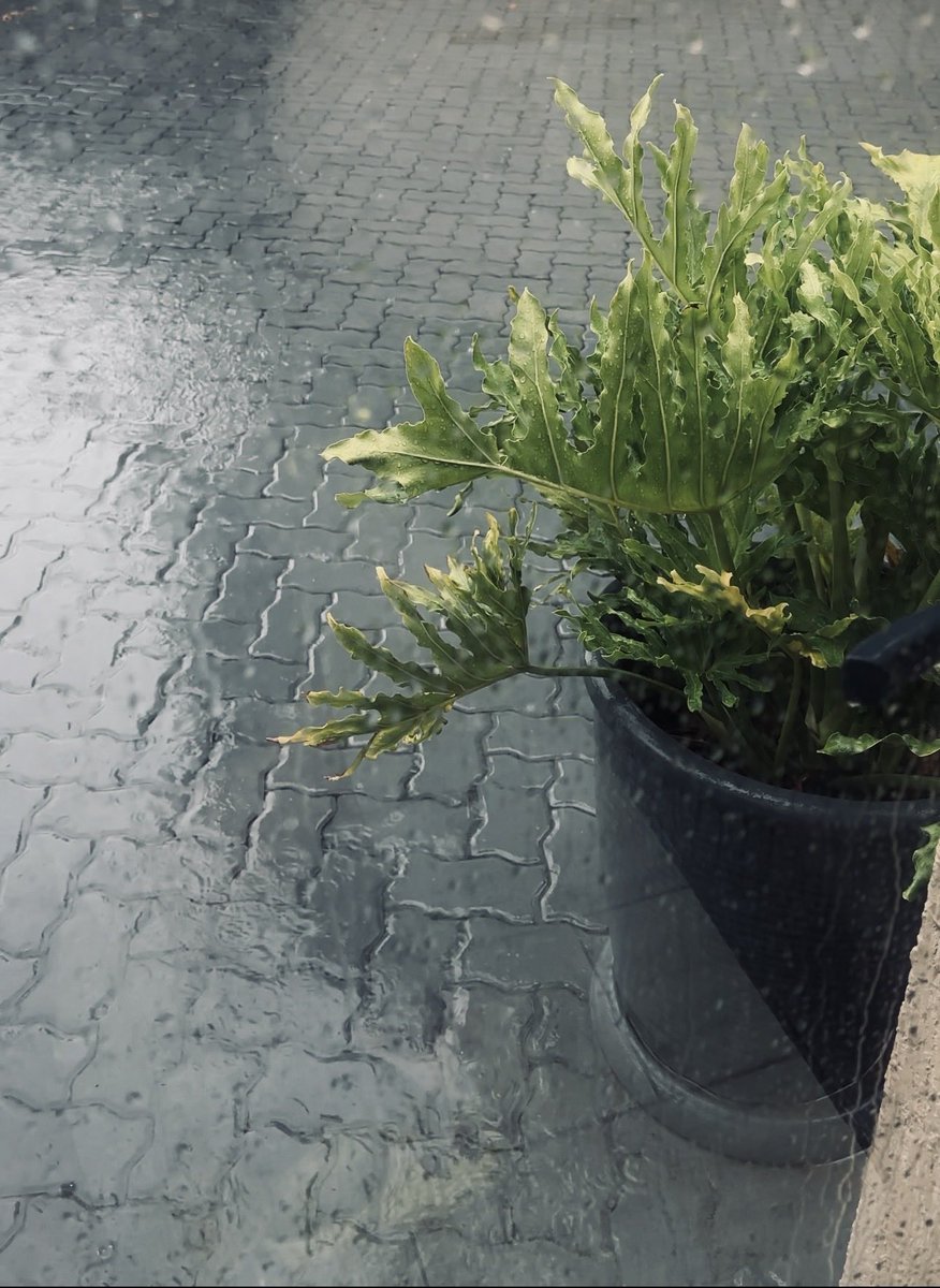 lezothi😀 tweet media