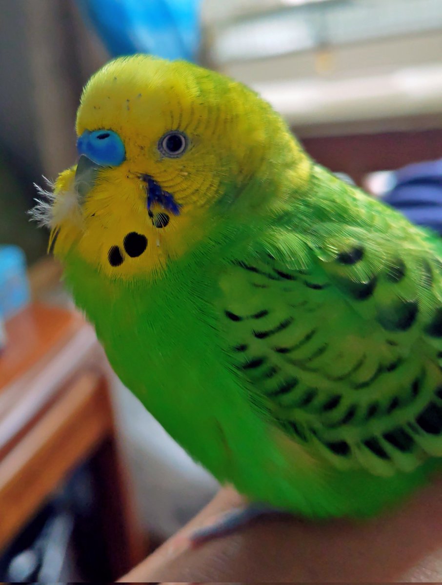 季節はずれにサンタひげを纏ってみたツクツク坊や🐥
#セキセイインコ