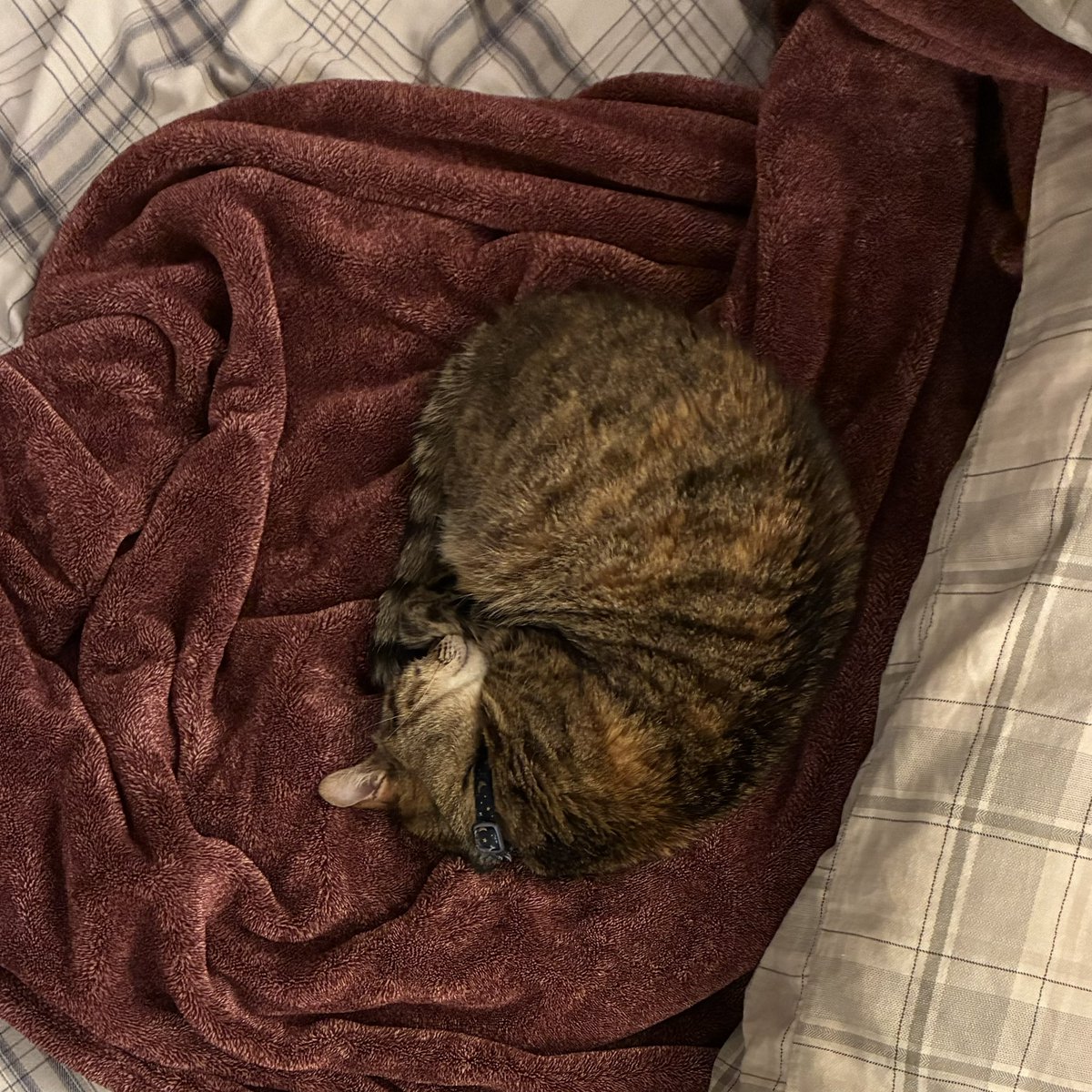 Brian Lund tweet media