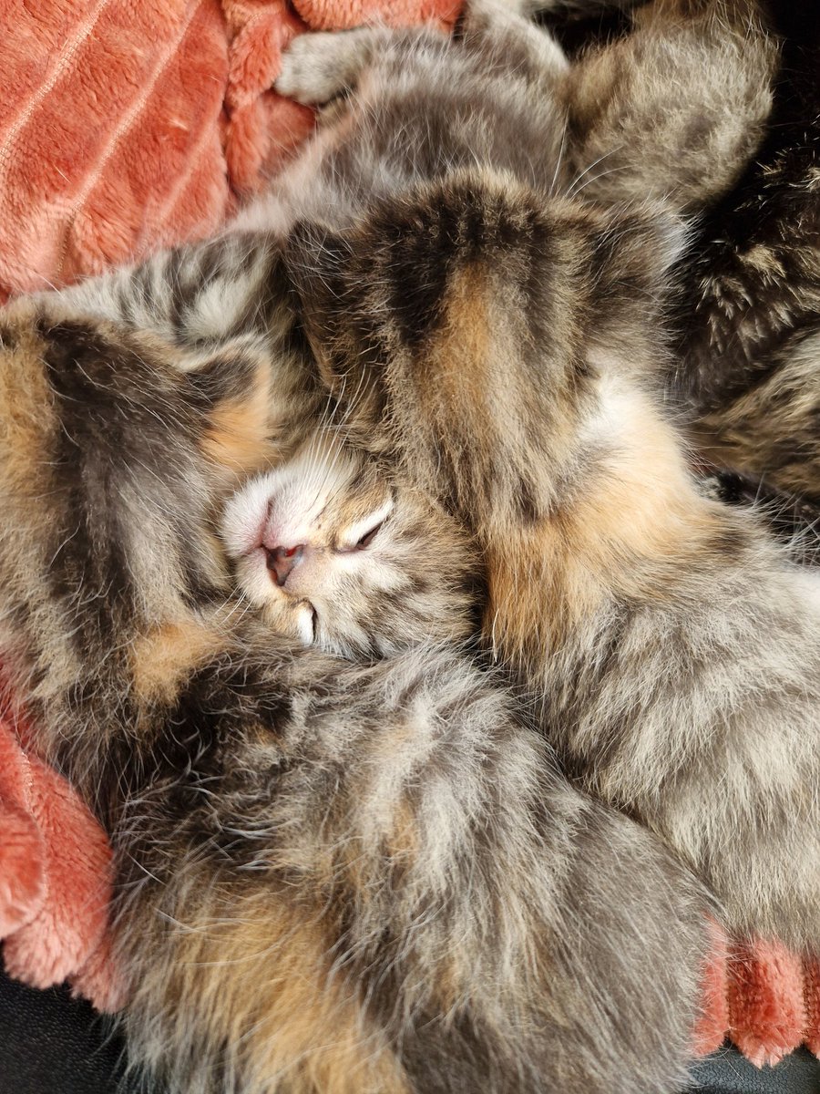 La Tête sous l'eau tweet media