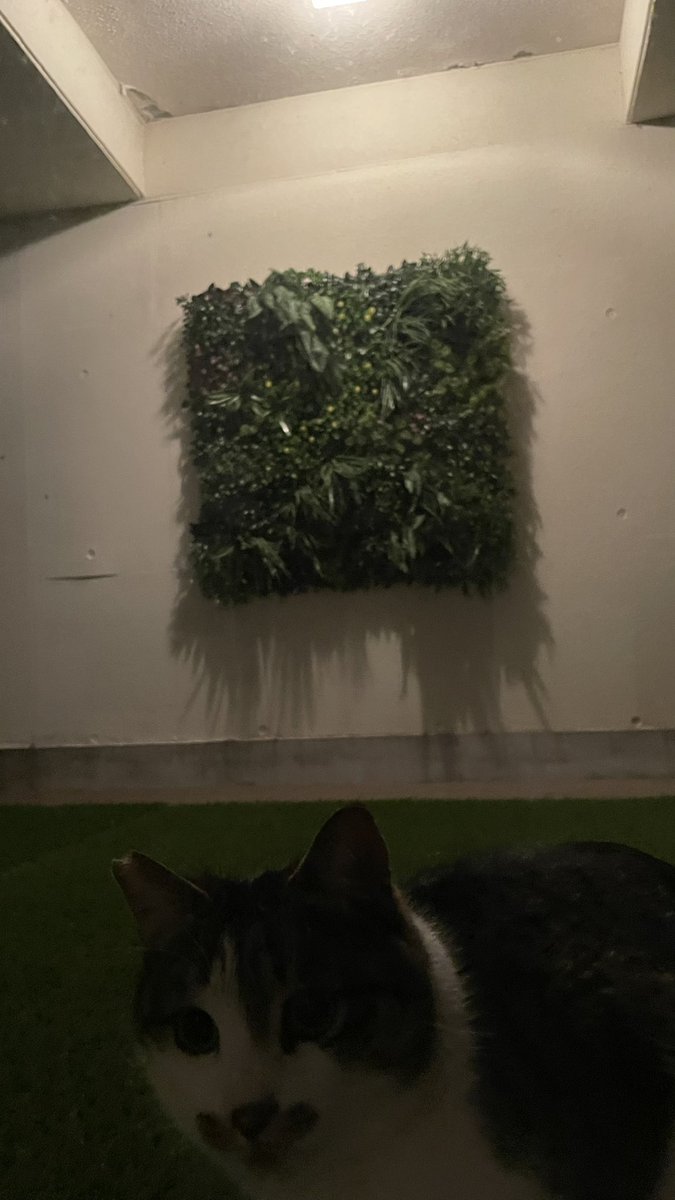 猫教授 tweet media