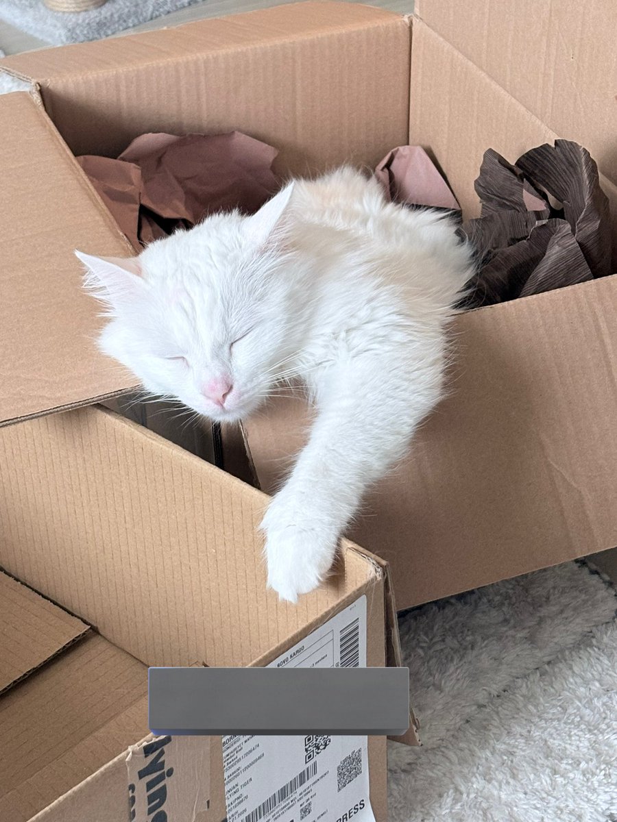 Cat Morningstar tweet media