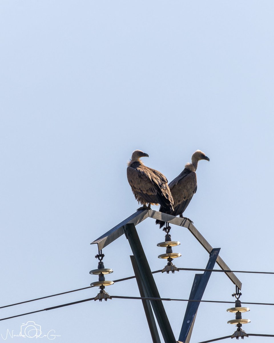 Nacho_RoGu tweet media