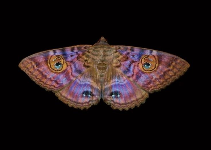 𝒍𝒖𝒏𝒂 tweet media