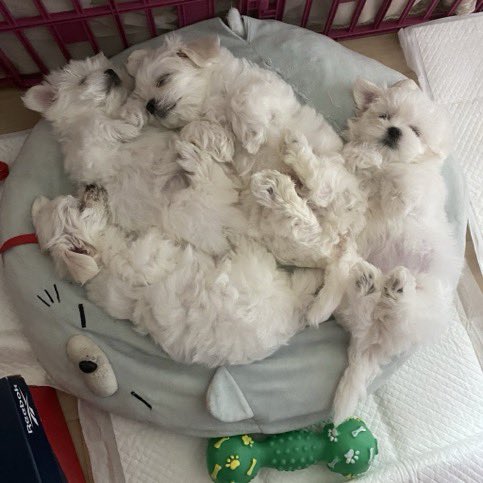 최늘최별 tweet media