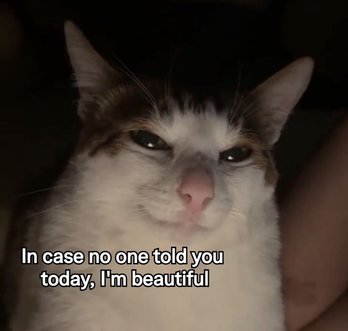 CTuation tweet media