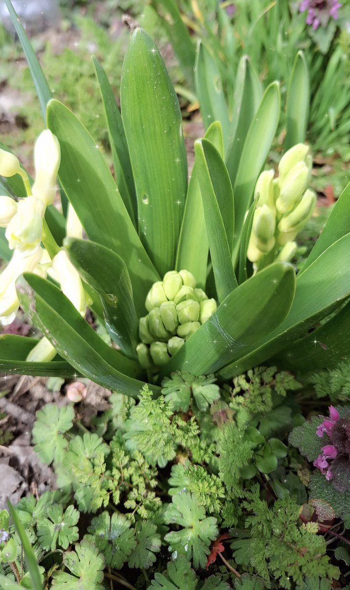 Tapardea Anca tweet media