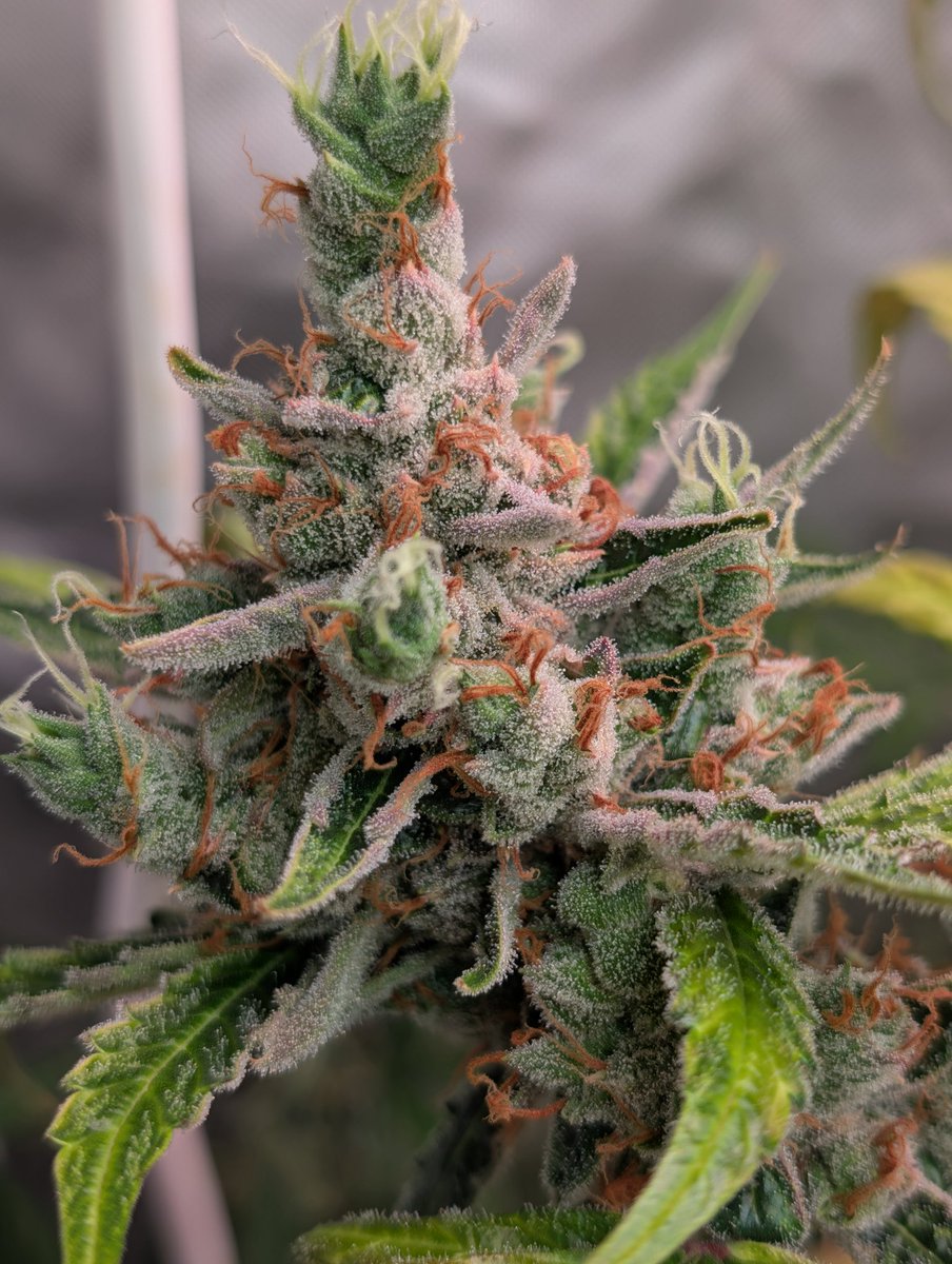 𝐆𝐚𝐫𝐝𝐞𝐧 𝐊𝐢𝐧𝐠𝐬 tweet media