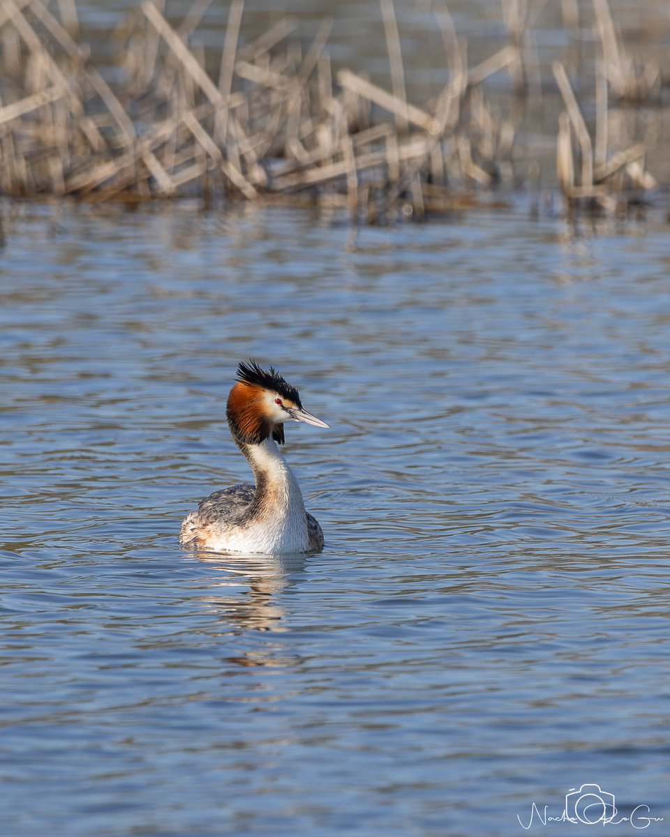 Nacho_RoGu tweet media