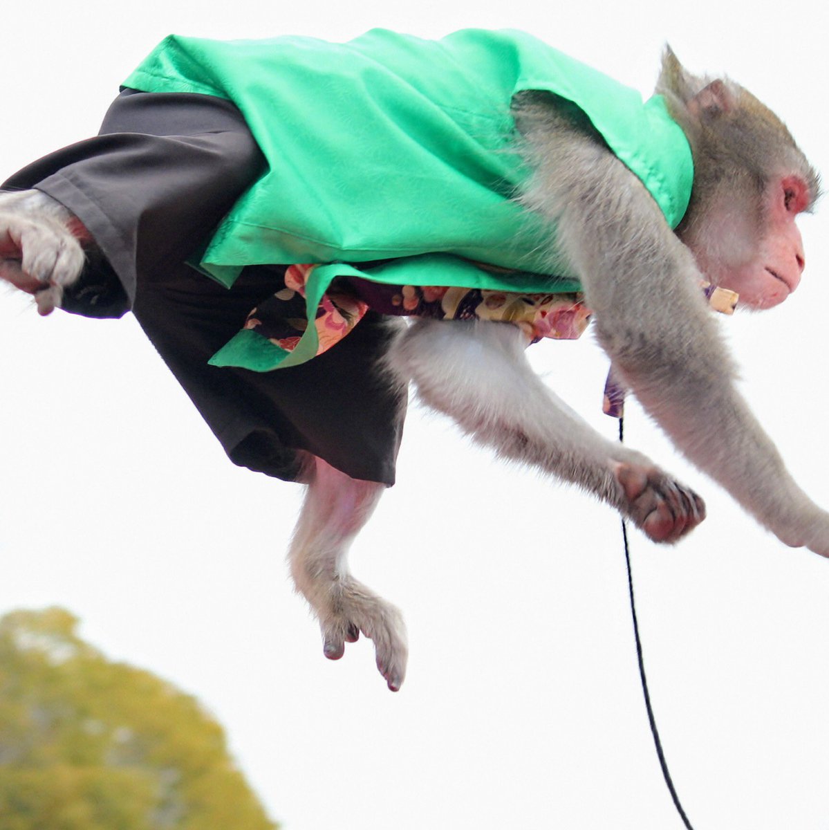 musyoh's tweet image. 姫路大手前公園で1年１ヶ月ぶりに　猿天下(えんてんか)🧡（タオ🐵＆小林 駿👨）が見れました😊タオ🐵君は元気いっぱいで鳩を捕まえようとしてました😆　#monkey #猿まわし #神戸モンキーズ