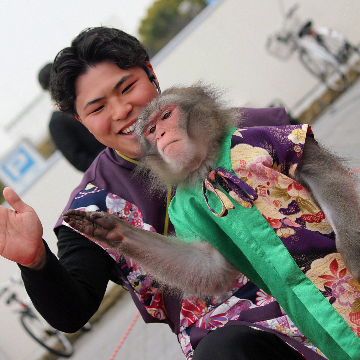musyoh's tweet image. 姫路大手前公園で1年１ヶ月ぶりに　猿天下(えんてんか)🧡（タオ🐵＆小林 駿👨）が見れました😊タオ🐵君は元気いっぱいで鳩を捕まえようとしてました😆　#monkey #猿まわし #神戸モンキーズ