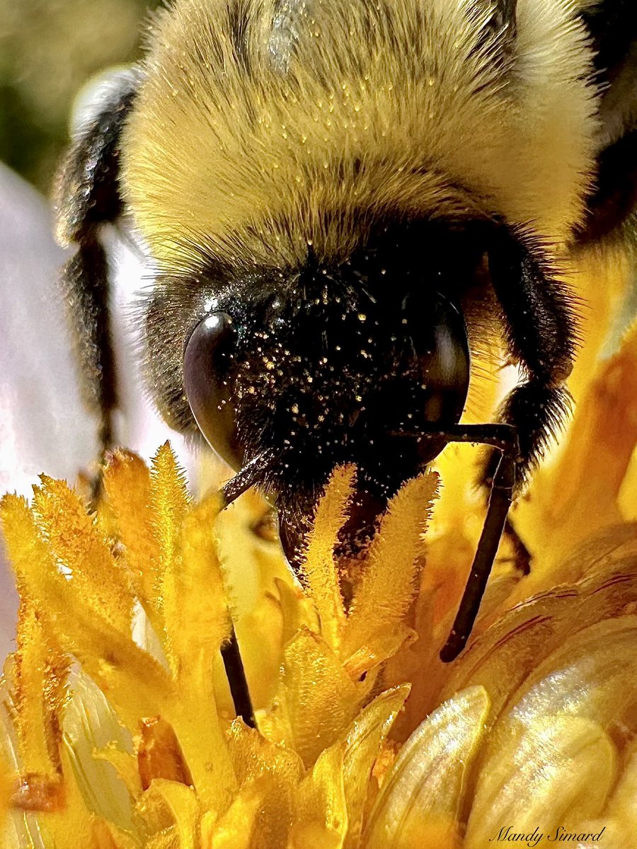 Mandy Simard tweet media