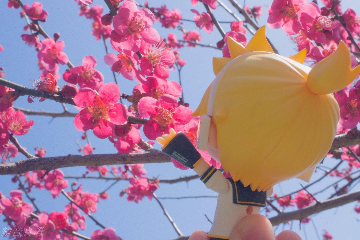 ぴよぴよB tweet media