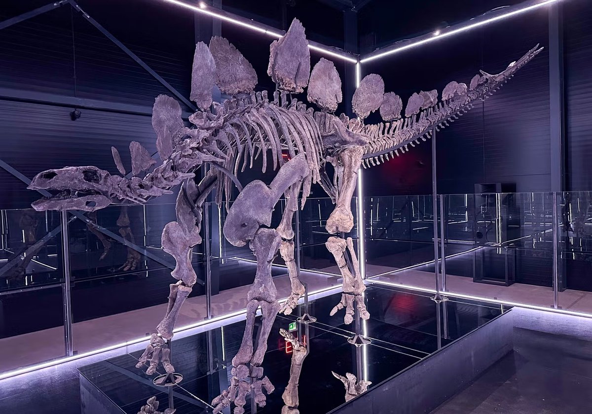 Taylor McCoy 🦖 tweet media