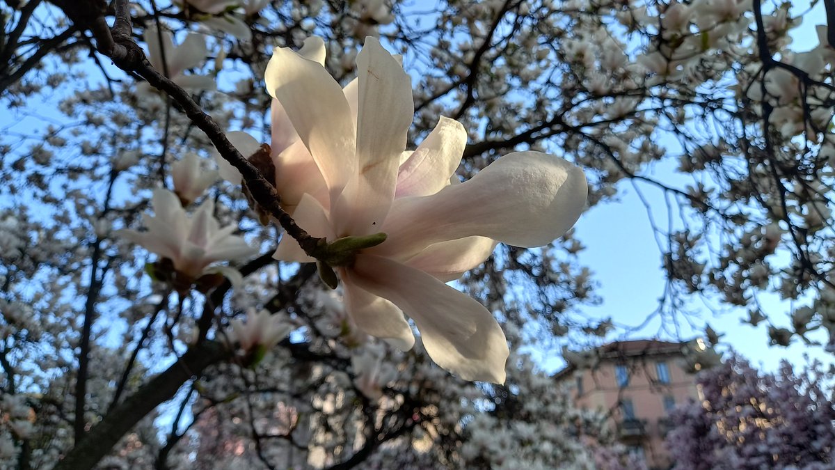 antonio pannullo tweet media