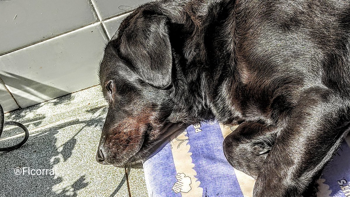 Flcorral 🎓🍏 tweet media