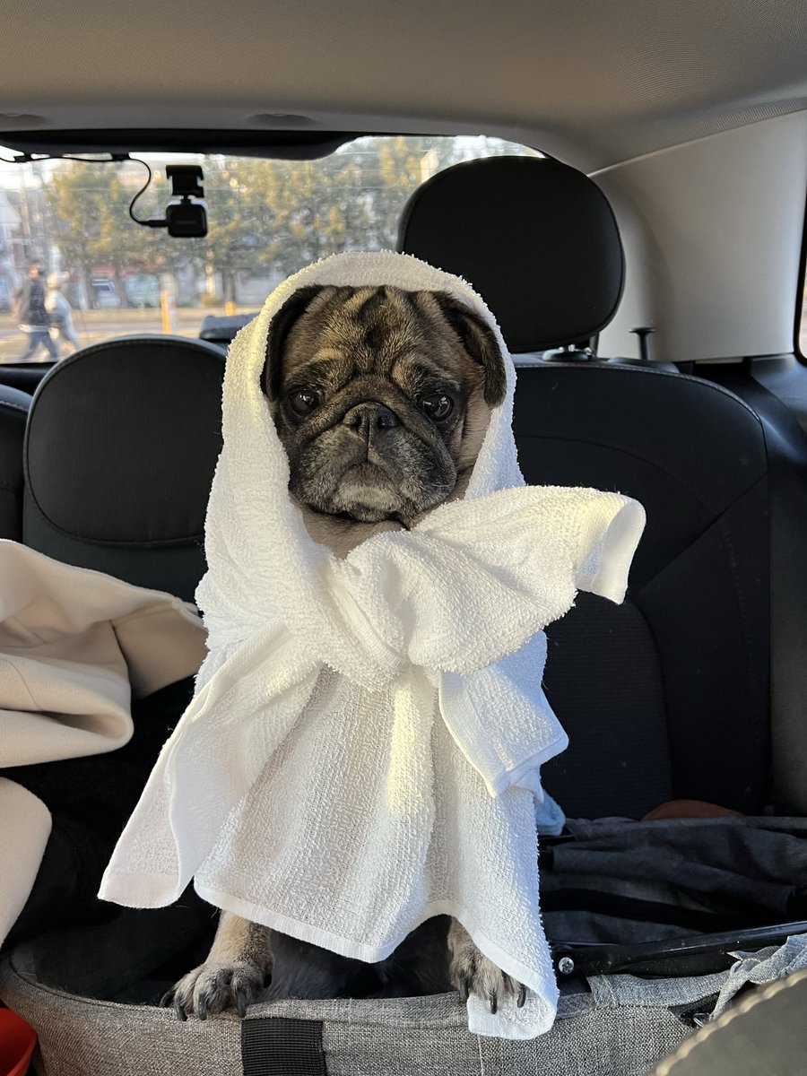 ミニブタのあぽこちぃ tweet media