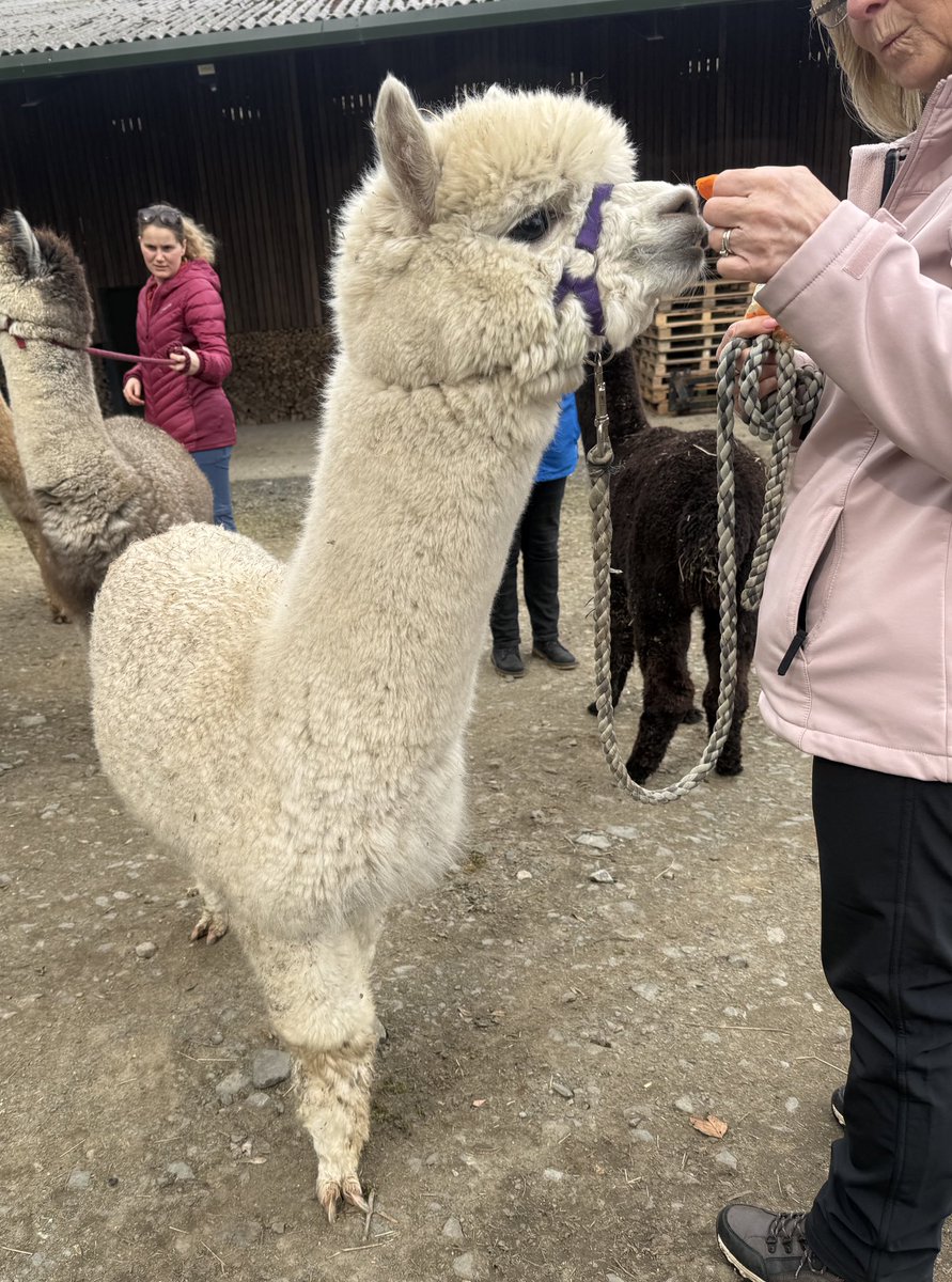 BarnacreAlpacas's tweet photo. Crawford officially joined the walk and talk team today and thoroughly enjoyed it as did his walking companion. https://t.co/WpMdtYgw6f