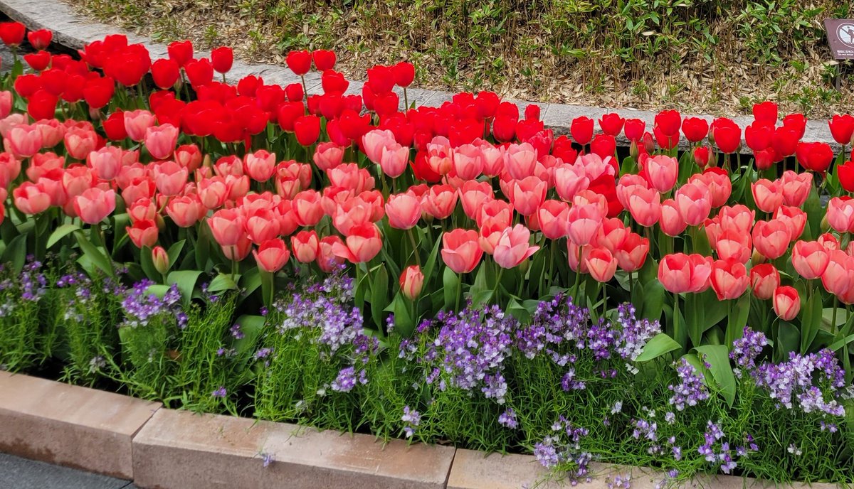 galettedm's tweet photo. 春🌷 https://t.co/XIOgTO91XP