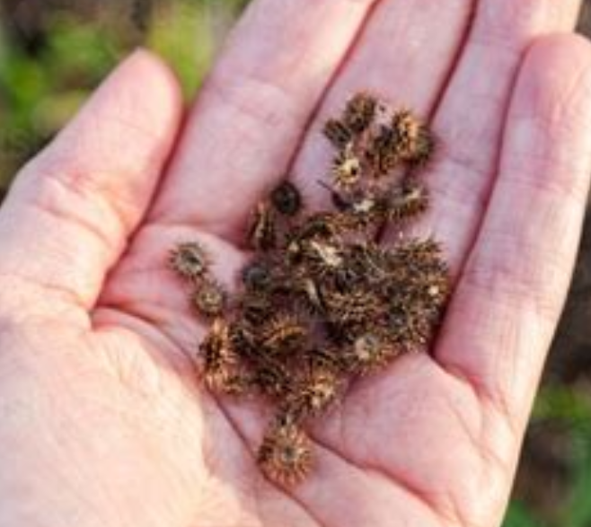 melon_rind tweet media