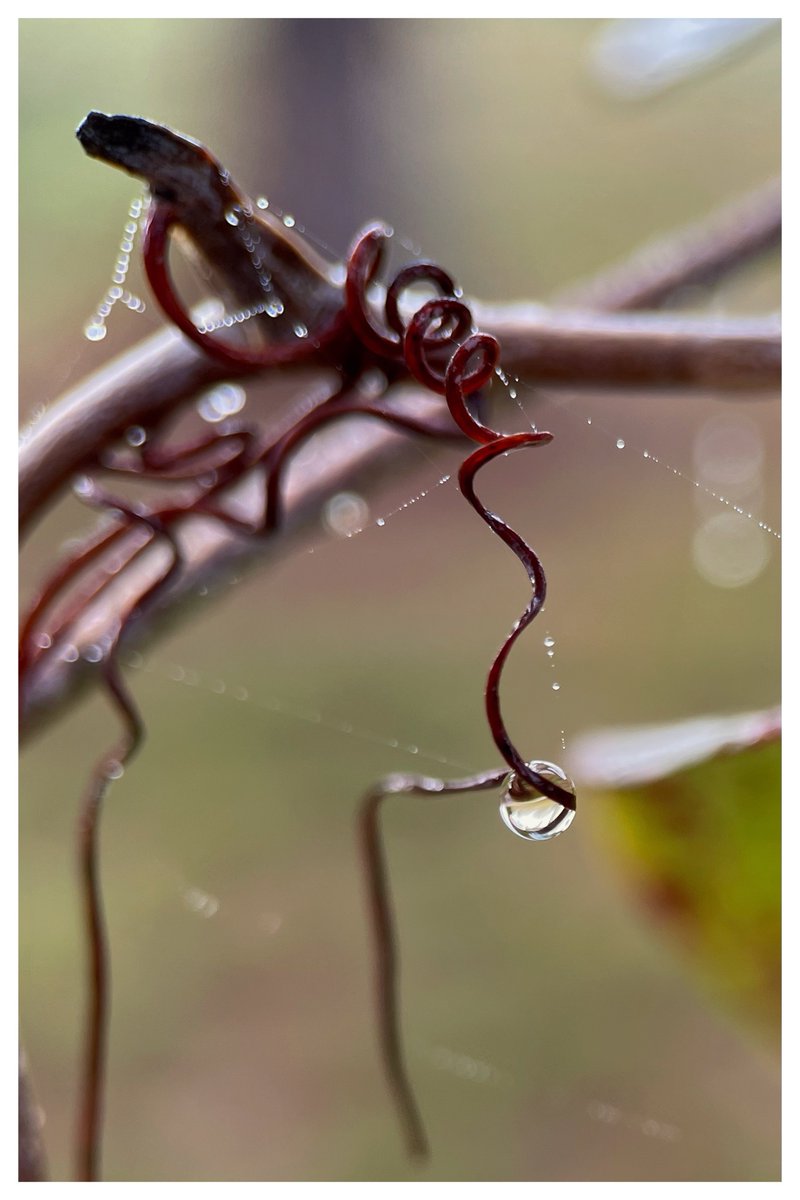 Donald G. Redman tweet media