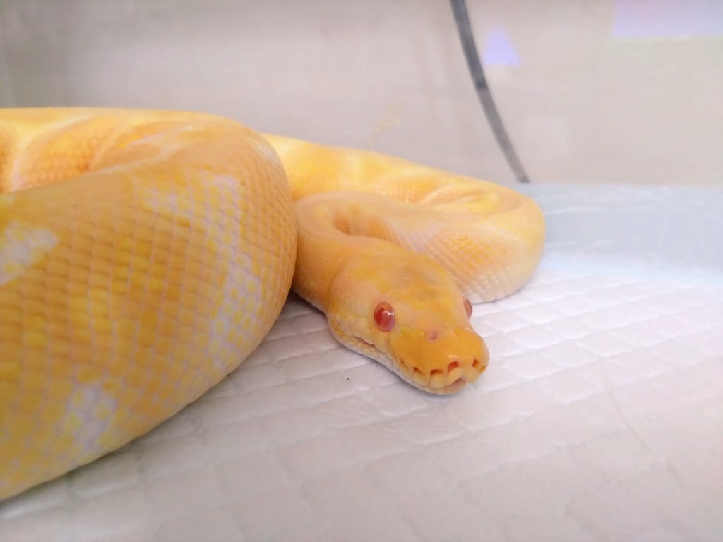 うーたん🐍 tweet media