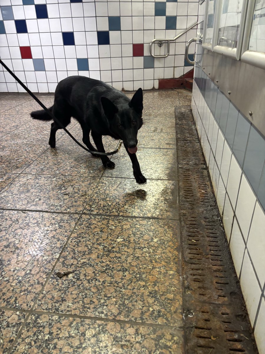 CPD_Transit tweet media