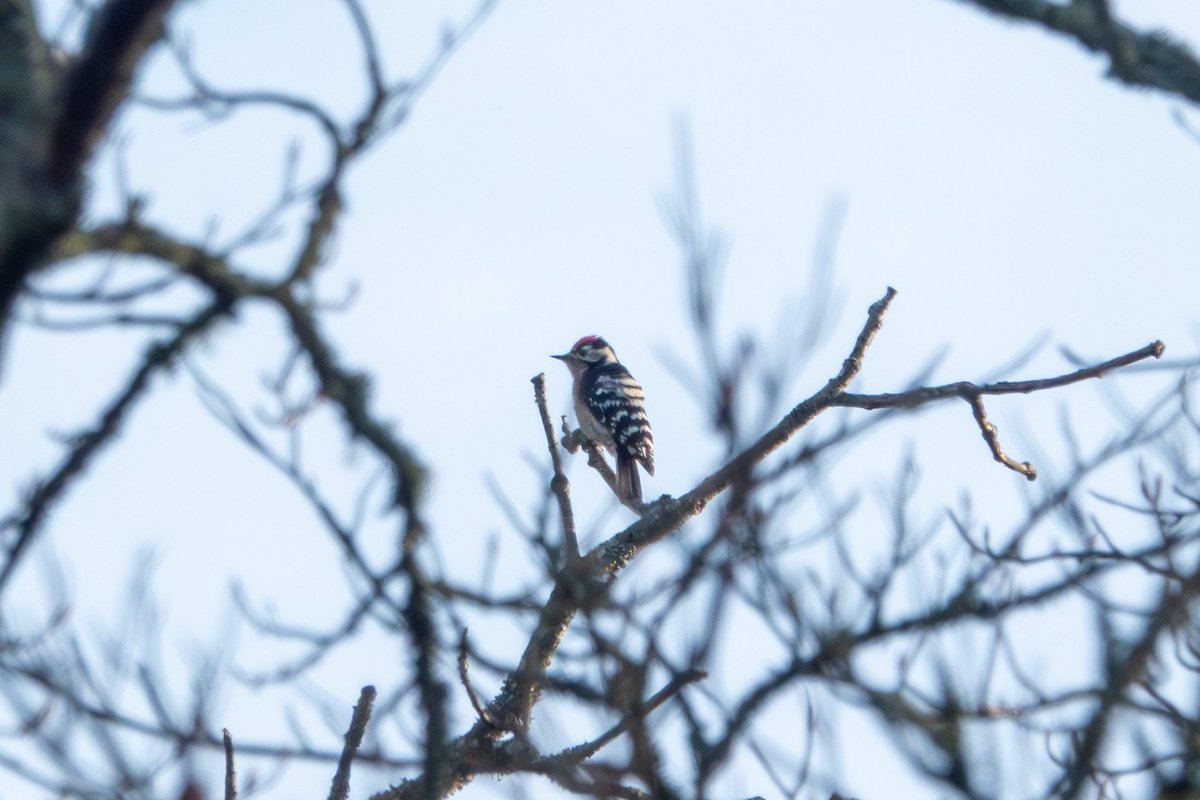 Thomas Gibson tweet media