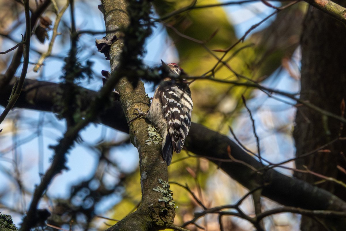 Thomas Gibson tweet media