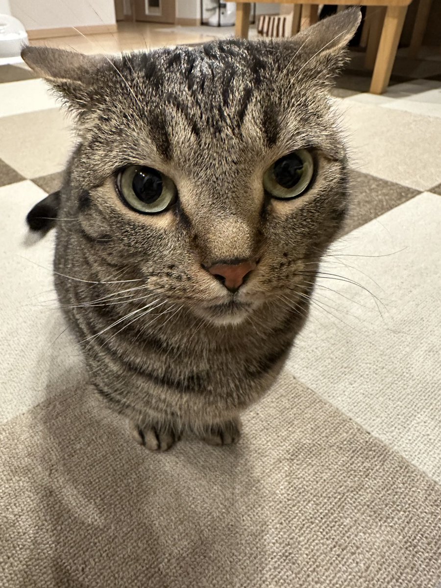 なかむらいあん/the coast tweet media